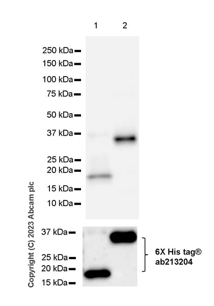 Western blot - Anti-KMT2A / MLL + KMT2B / MLL4 antibody [EPR28282-16] - C-terminal - BSA and Azide free (AB315465)
