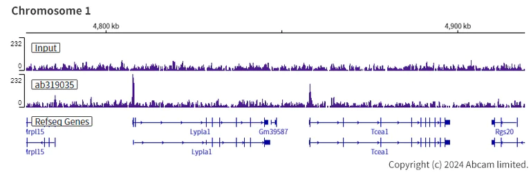 ChIP-sequencing - Anti-KMT2B / MLL4 antibody [EPR27970-7] - C-terminal (AB319035)