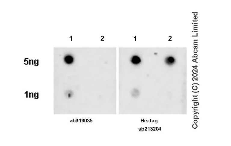 Dot Blot - Anti-KMT2B / MLL4 antibody [EPR27970-7] - C-terminal (AB319035)