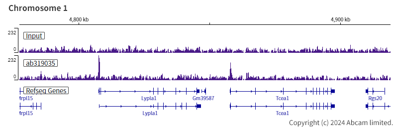 ChIP-sequencing - Anti-KMT2B / MLL4 antibody [EPR27970-7] - C-terminal - BSA and Azide free (AB319036)