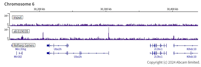 ChIP-sequencing - Anti-KMT2B / MLL4 antibody [EPR27970-7] - C-terminal - BSA and Azide free (AB319036)