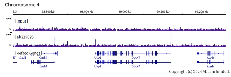 ChIP-sequencing - Anti-KMT2B / MLL4 antibody [EPR27970-7] - C-terminal - BSA and Azide free (AB319036)