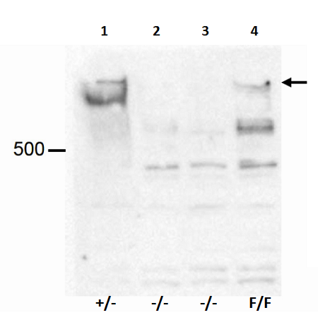 Western blot - Anti-KMT2D / MLL2 antibody (AB231239)