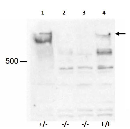 Western blot - Anti-KMT2D / MLL2 antibody (AB231239)