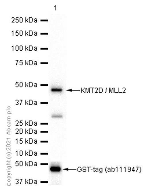 Western blot - Anti-KMT2D / MLL2 antibody [EPR20604-73] (AB213721), expandable thumbnail