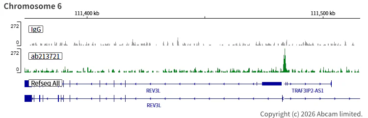 ChIC/CUT&RUN sequencing - Anti-KMT2D / MLL2 antibody [EPR20604-73] - BSA and Azide free (AB274431)