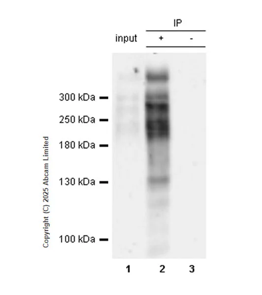 Immunoprecipitation - Anti-KMT2D / MLL2 antibody [EPR29598-577] - BSA and Azide free (AB325958)