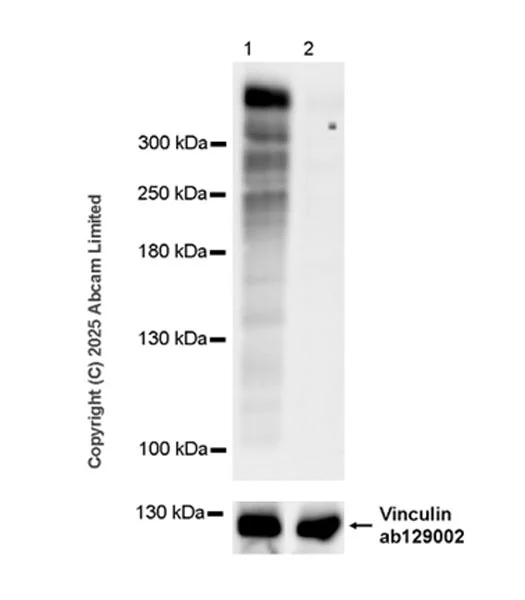 Western blot - Anti-KMT2D / MLL2 antibody [EPR29598-577] - BSA and Azide free (AB325958)