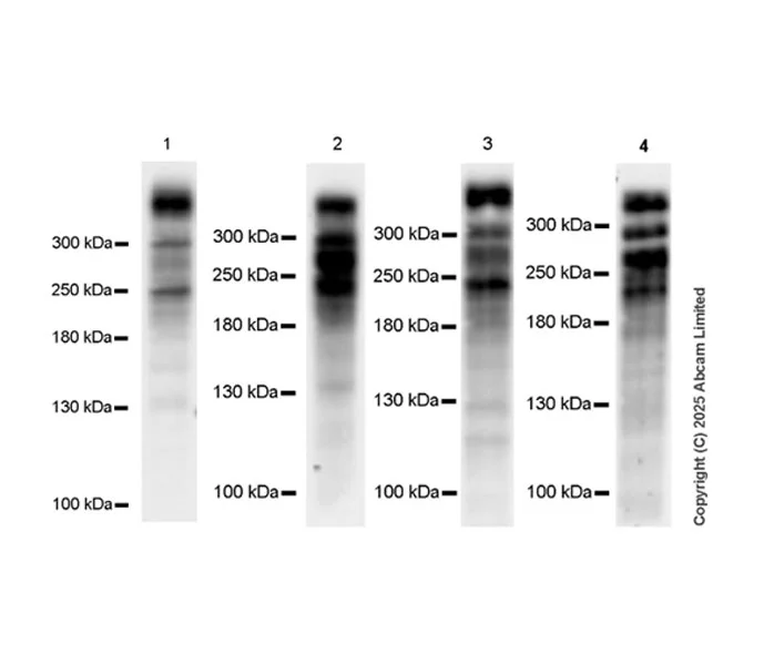 Western blot - Anti-KMT2D / MLL2 antibody [EPR29598-577] - BSA and Azide free (AB325958)