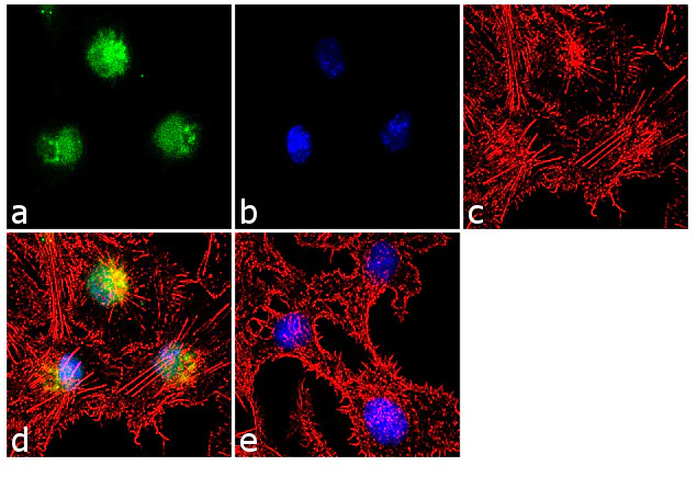 Immunocytochemistry/ Immunofluorescence - Anti-KMT2D / MLL2 antibody [RP23040123] (AB313444)