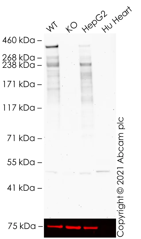 Western blot - Anti-KMT3A / HYPB / HIF-1 antibody [EPR20927-67] (AB239350)