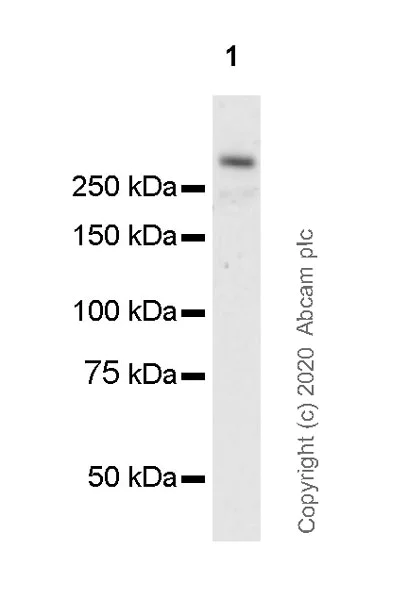Western blot - Anti-KMT3A / HYPB / HIF-1 antibody [EPR20927-67] (AB239350)