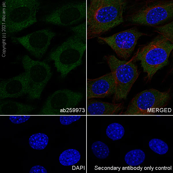 Immunocytochemistry/ Immunofluorescence - Anti-KMT3C / SMYD2 antibody [EPR24071-25] (AB259973)
