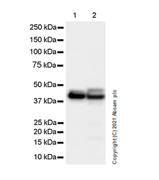 Western blot - Anti-KMT3C / SMYD2 antibody [EPR24071-25] (AB259973)