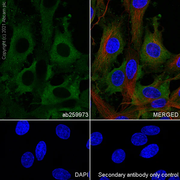 Immunocytochemistry/ Immunofluorescence - Anti-KMT3C / SMYD2 antibody [EPR24071-25] - BSA and Azide free (AB282594)