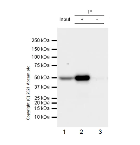 Immunoprecipitation - Anti-KMT3C / SMYD2 antibody [EPR24071-25] - BSA and Azide free (AB282594)