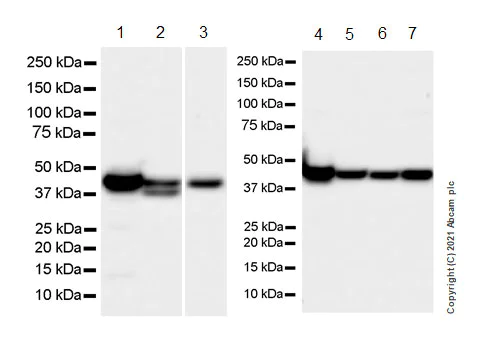 Western blot - Anti-KMT3C / SMYD2 antibody [EPR24071-25] - BSA and Azide free (AB282594)