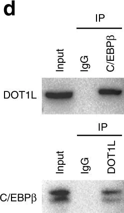 Western blot - Anti-KMT4 / Dot1L antibody (AB72454)