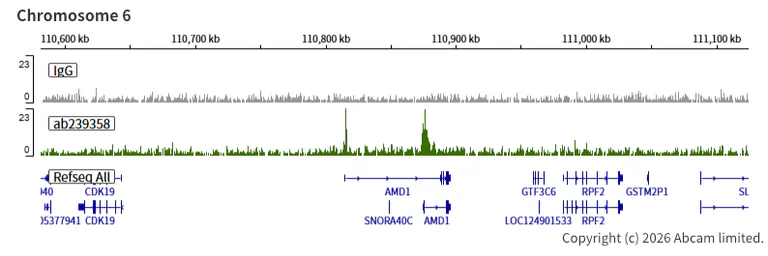 ChIC/CUT&RUN sequencing - Anti-KMT4 / Dot1L antibody [EPR22936-138] (AB239358)