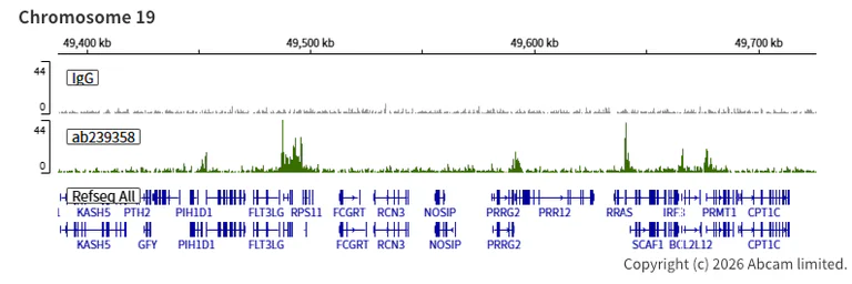 ChIC/CUT&RUN sequencing - Anti-KMT4 / Dot1L antibody [EPR22936-138] (AB239358)