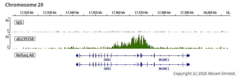 ChIC/CUT&RUN sequencing - Anti-KMT4 / Dot1L antibody [EPR22936-138] (AB239358)