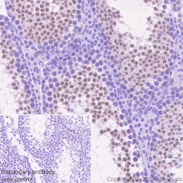 Immunohistochemistry (Formalin/PFA-fixed paraffin-embedded sections) - Anti-KMT4 / Dot1L antibody [EPR22936-138] (AB239358), expandable thumbnail