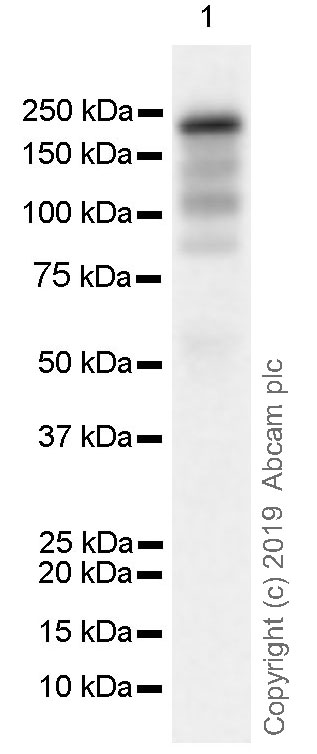 Western blot - Anti-KMT4 / Dot1L antibody [EPR22936-138] (AB239358), expandable thumbnail