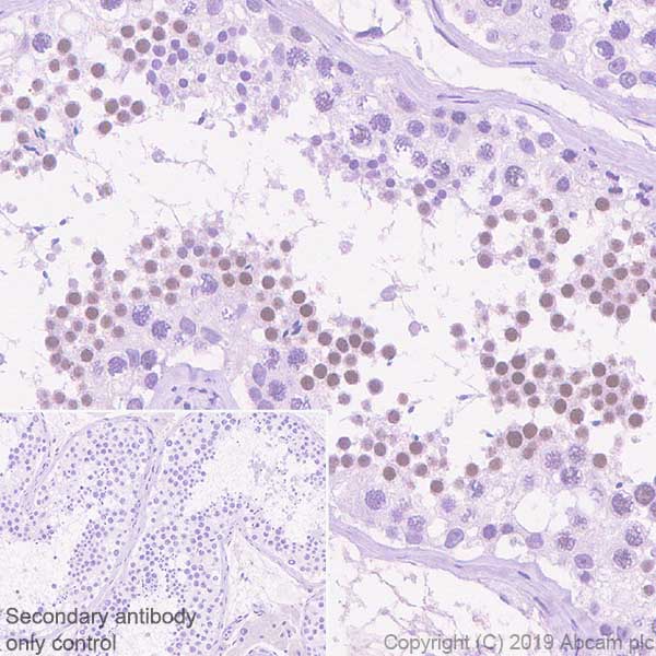 Immunohistochemistry (Formalin/PFA-fixed paraffin-embedded sections) - Anti-KMT4 / Dot1L antibody [EPR22936-138] - BSA and Azide free (AB264562)