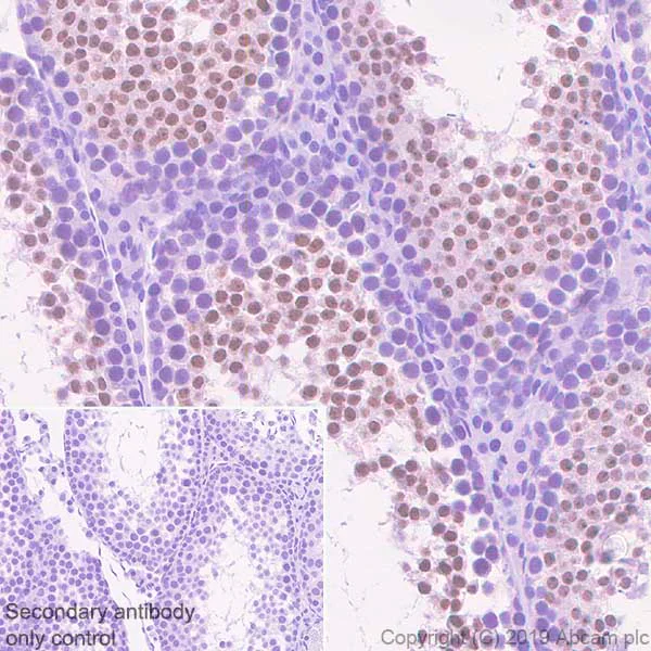 Immunohistochemistry (Formalin/PFA-fixed paraffin-embedded sections) - Anti-KMT4 / Dot1L antibody [EPR22936-138] - BSA and Azide free (AB264562)