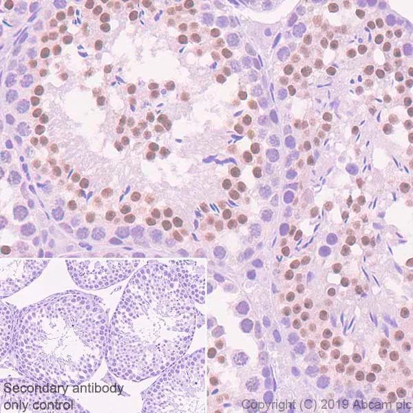 Immunohistochemistry (Formalin/PFA-fixed paraffin-embedded sections) - Anti-KMT4 / Dot1L antibody [EPR22936-138] - BSA and Azide free (AB264562)