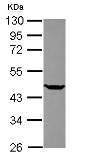 Western blot - Anti-KMT5A / SETD8 / Pr-SET7 antibody (AB111691), expandable thumbnail