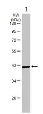 Western blot - Anti-KMT5A / SETD8 / Pr-SET7 antibody (AB111691)
