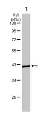 Western blot - Anti-KMT5A / SETD8 / Pr-SET7 antibody (AB111691)