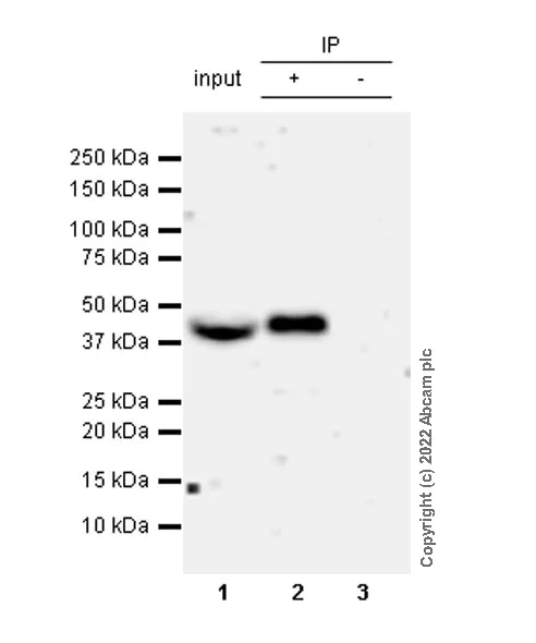 Immunoprecipitation - Anti-KMT5A / SETD8 / Pr-SET7 antibody [EPR24381-24] - BSA and Azide free (AB300518)