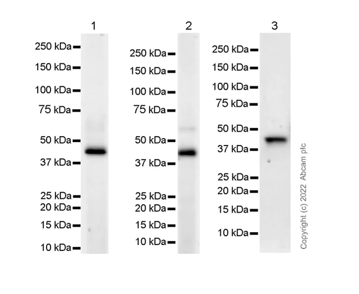 Western blot - Anti-KMT5A / SETD8 / Pr-SET7 antibody [EPR24381-24] - BSA and Azide free (AB300518)