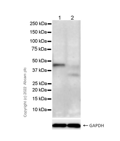 Western blot - Anti-KMT5A / SETD8 / Pr-SET7 antibody [EPR24381-24] - BSA and Azide free (AB300518)