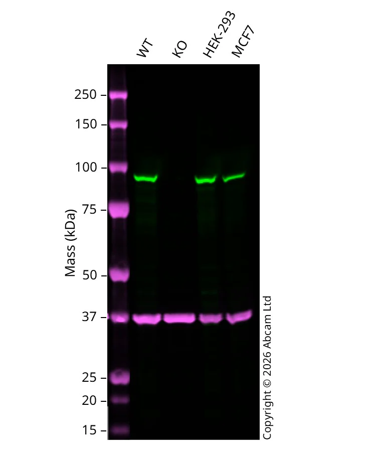 Western blot - Anti-KMT6 /EZH2 antibody [11/EZH2] (AB283270)