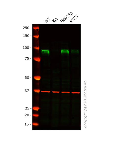 Western blot - Anti-KMT6/EZH2 antibody [11/EZH2] - BSA and Azide free (AB283294)