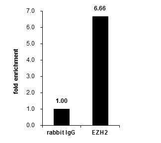 ChIP - Anti-KMT6 / EZH2 antibody (AB228697), expandable thumbnail