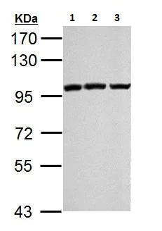 Western blot - Anti-KMT6 / EZH2 antibody (AB228697)