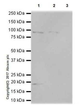 Immunoprecipitation - Anti-KMT6 / EZH2 antibody [EPR20108] - BSA and Azide free (AB240992), expandable thumbnail