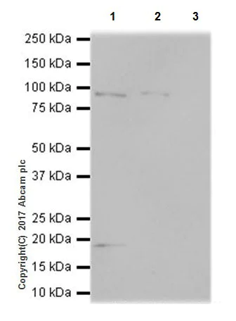 Immunoprecipitation - Anti-KMT6 / EZH2 antibody [EPR20108] - BSA and Azide free (AB240992)