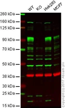 Western blot - Anti-KMT6 / EZH2 antibody [EPR20108] - BSA and Azide free (AB240992)
