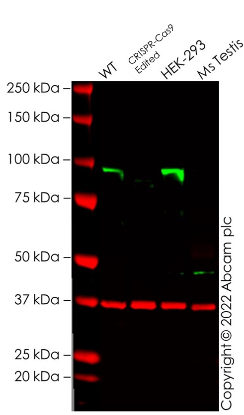 Western blot - Anti-KMT6 / EZH2 antibody [EPR20108] - BSA and Azide free (AB240992), expandable thumbnail