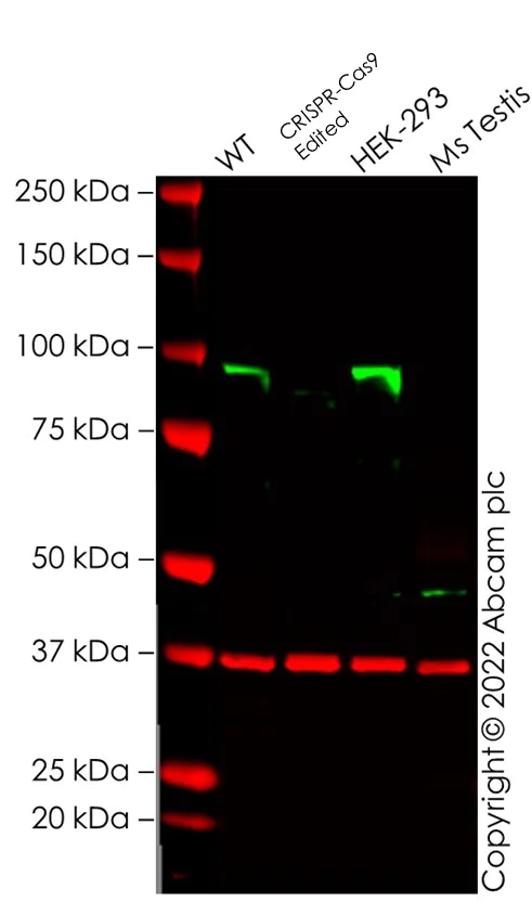 Western blot - Anti-KMT6 / EZH2 antibody [EPR20108] - BSA and Azide free (AB240992)