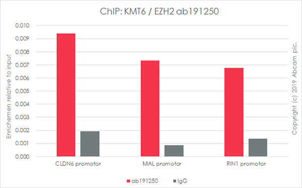 ChIP - Anti-KMT6 / EZH2 antibody [EPR20108] - ChIP Grade (AB191250), expandable thumbnail