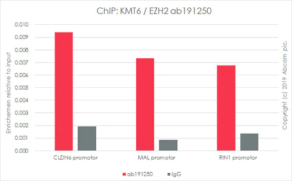ChIP - Anti-KMT6 / EZH2 antibody [EPR20108] - ChIP Grade (AB191250)