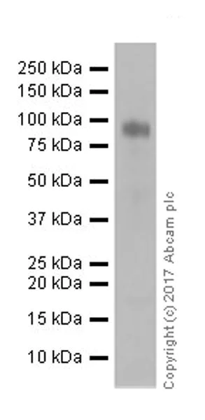 Western blot - Anti-KMT6 / EZH2 antibody [EPR20108] - ChIP Grade (AB191250)
