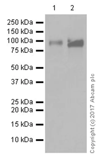 Western blot - Anti-KMT6 / EZH2 antibody [EPR20108] - ChIP Grade (AB191250)
