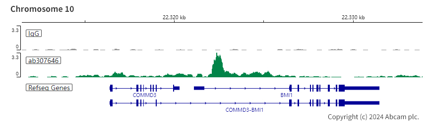 ChIC/CUT&RUN sequencing - Anti-KMT6 / EZH2 antibody [EPR25353-284] (AB307646), expandable thumbnail